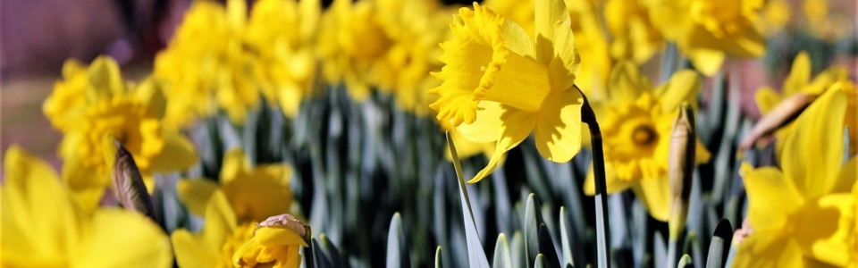 Spring window cleaning